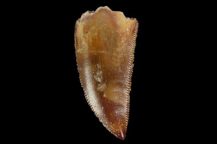 Serrated, Raptor Tooth - Beautiful Tooth #115948